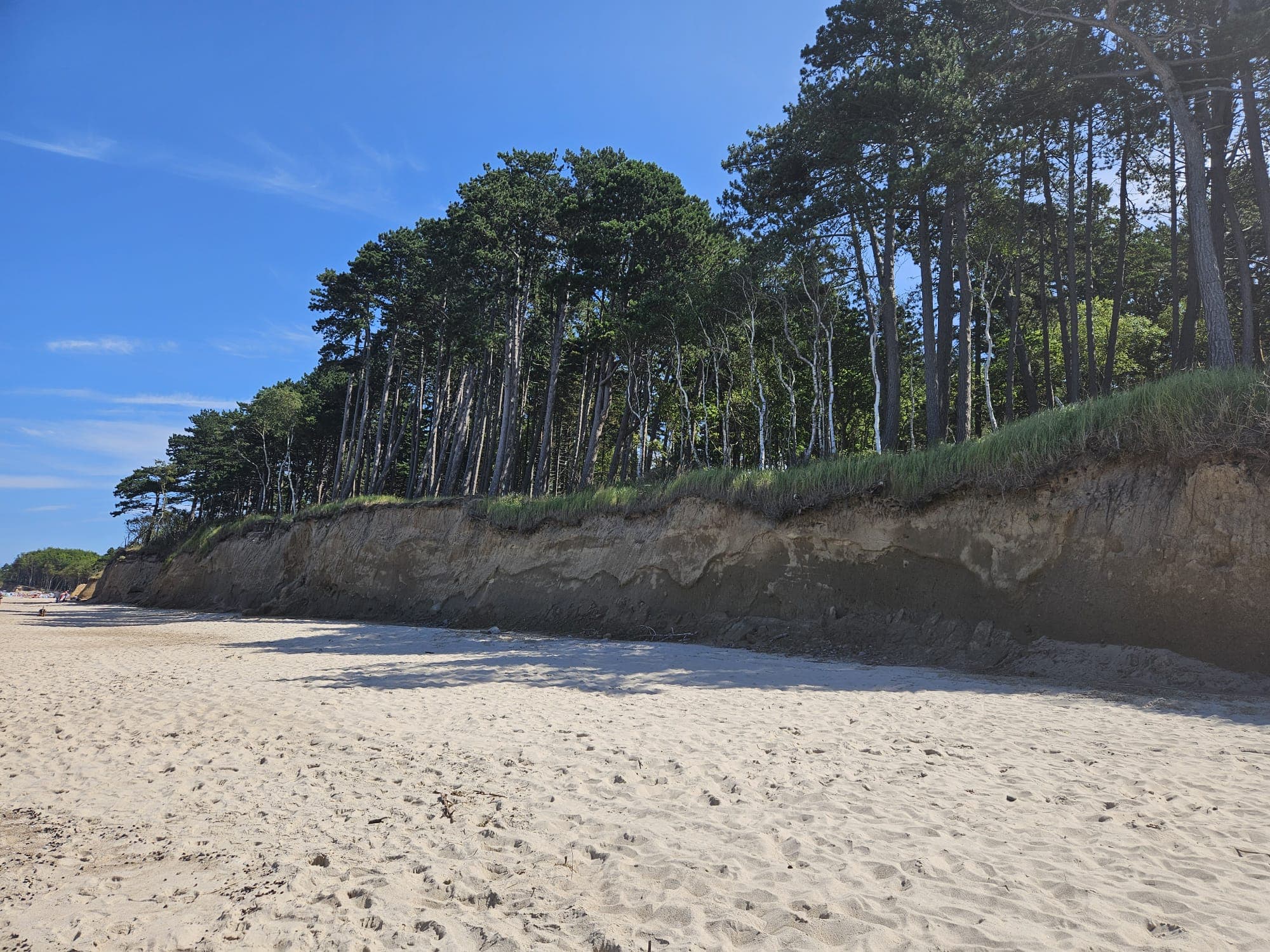Plaża i klif z sosnami w Wiciu